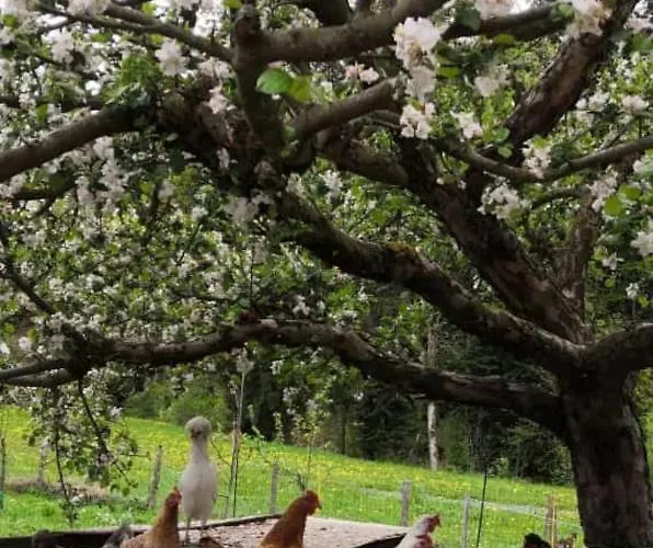 Frieda Apartamento Ellmau